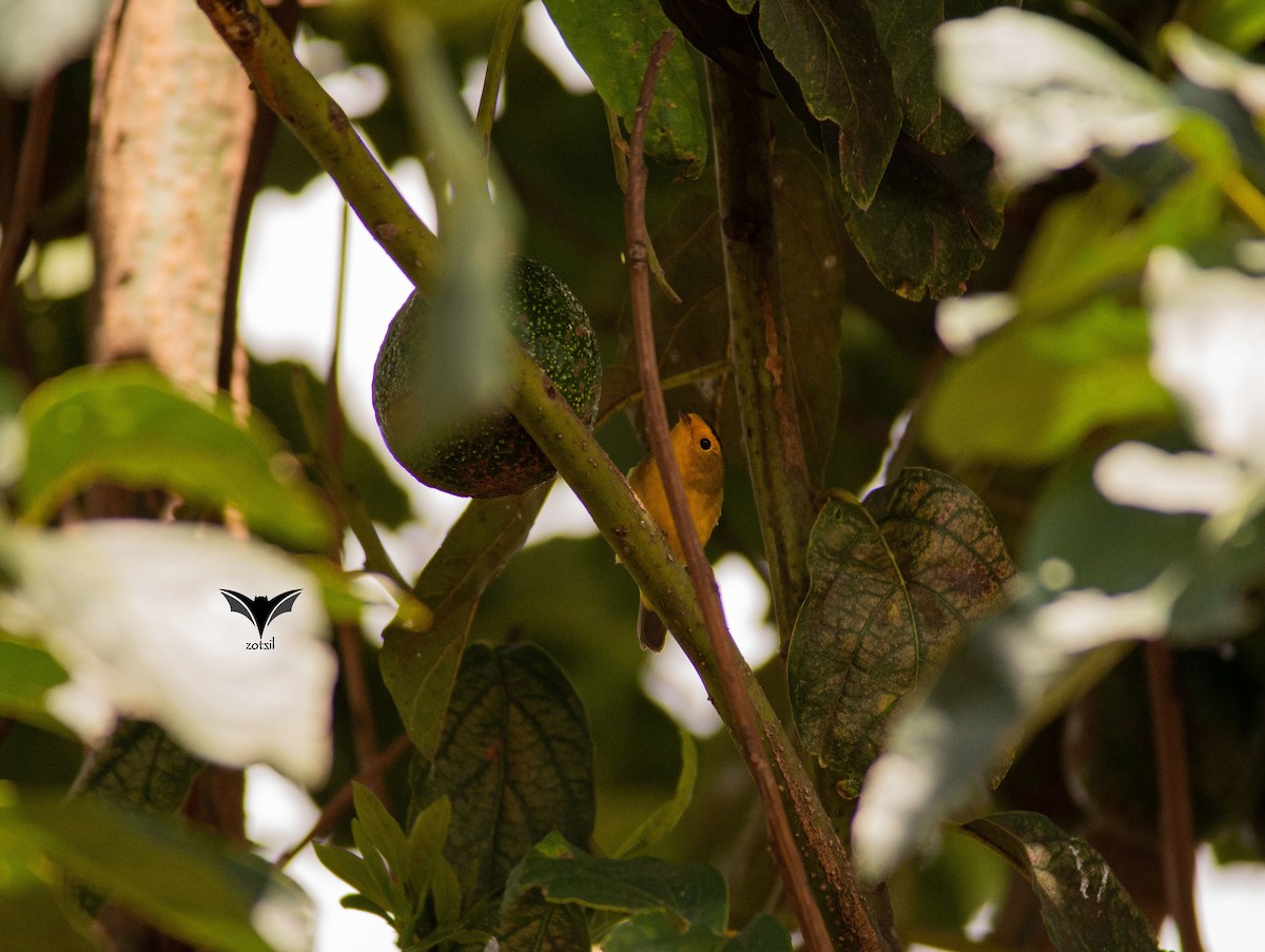 Wilson's Warbler - ML490736361