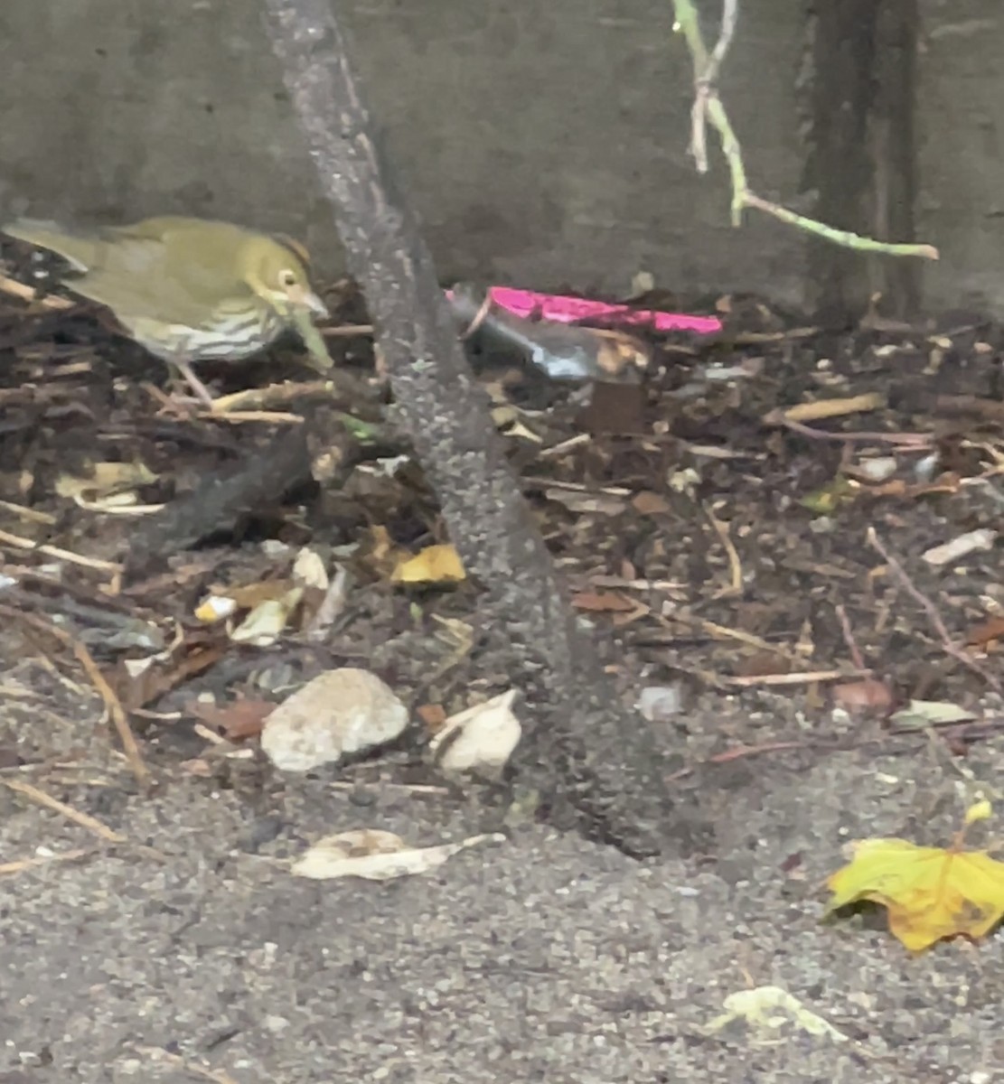 Ovenbird - ML490736711