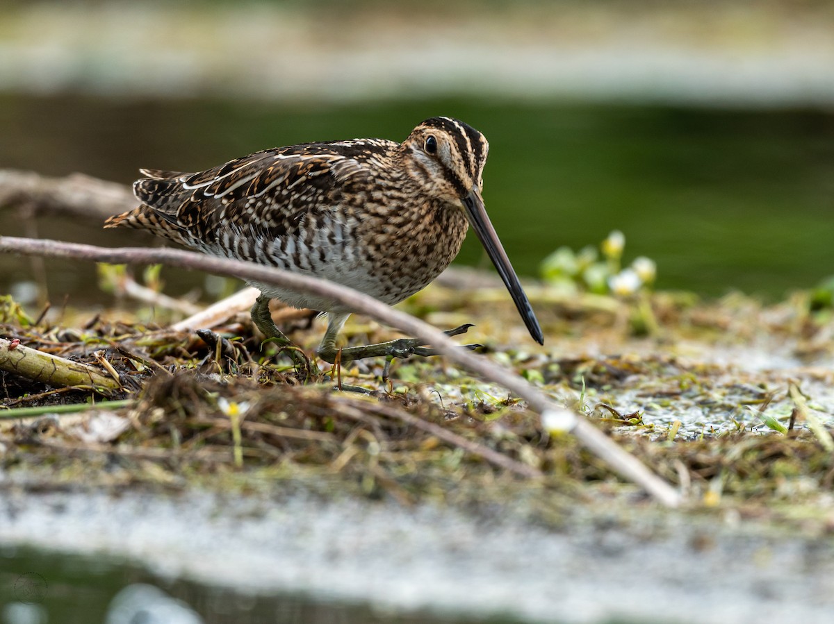 Wilson's Snipe - ML490736891