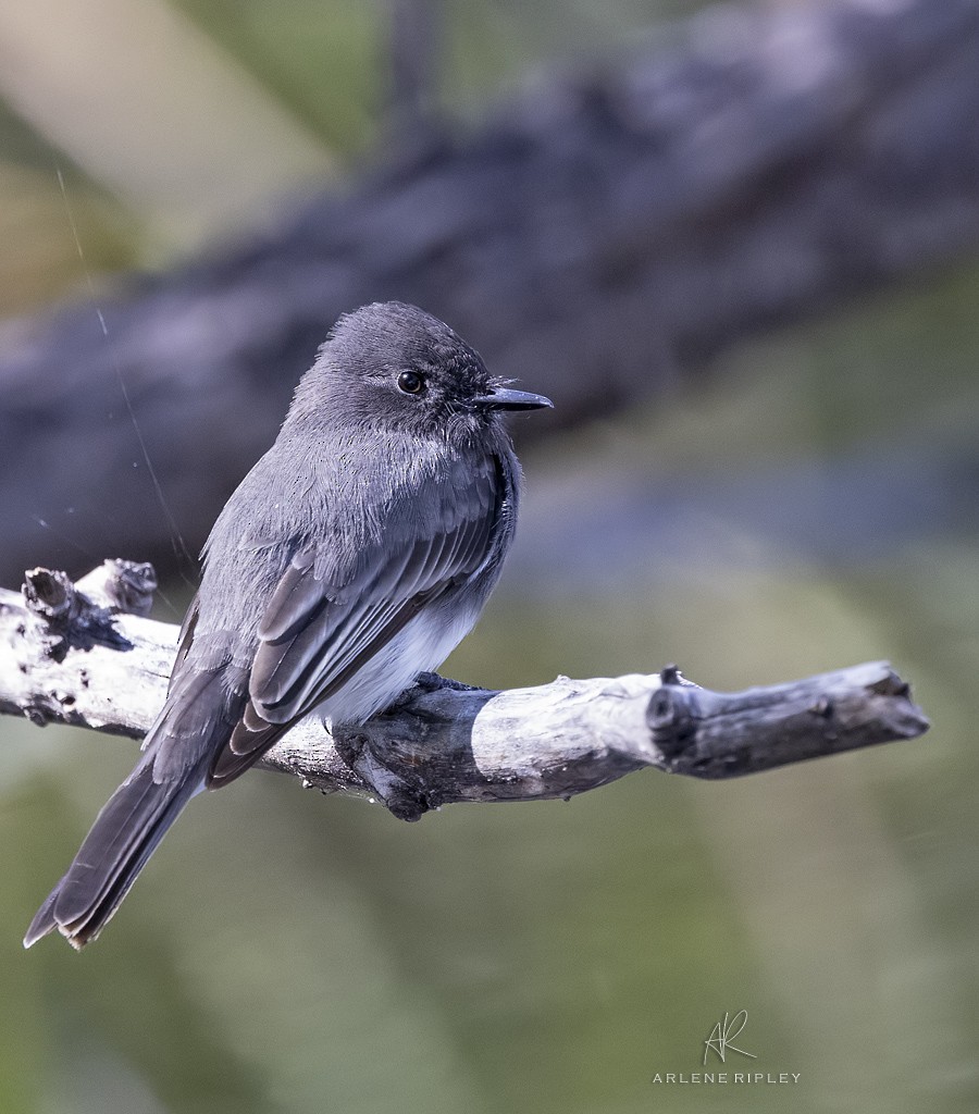 Black Phoebe - ML490737651