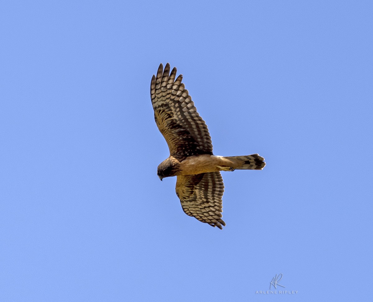 Northern Harrier - Arlene Ripley