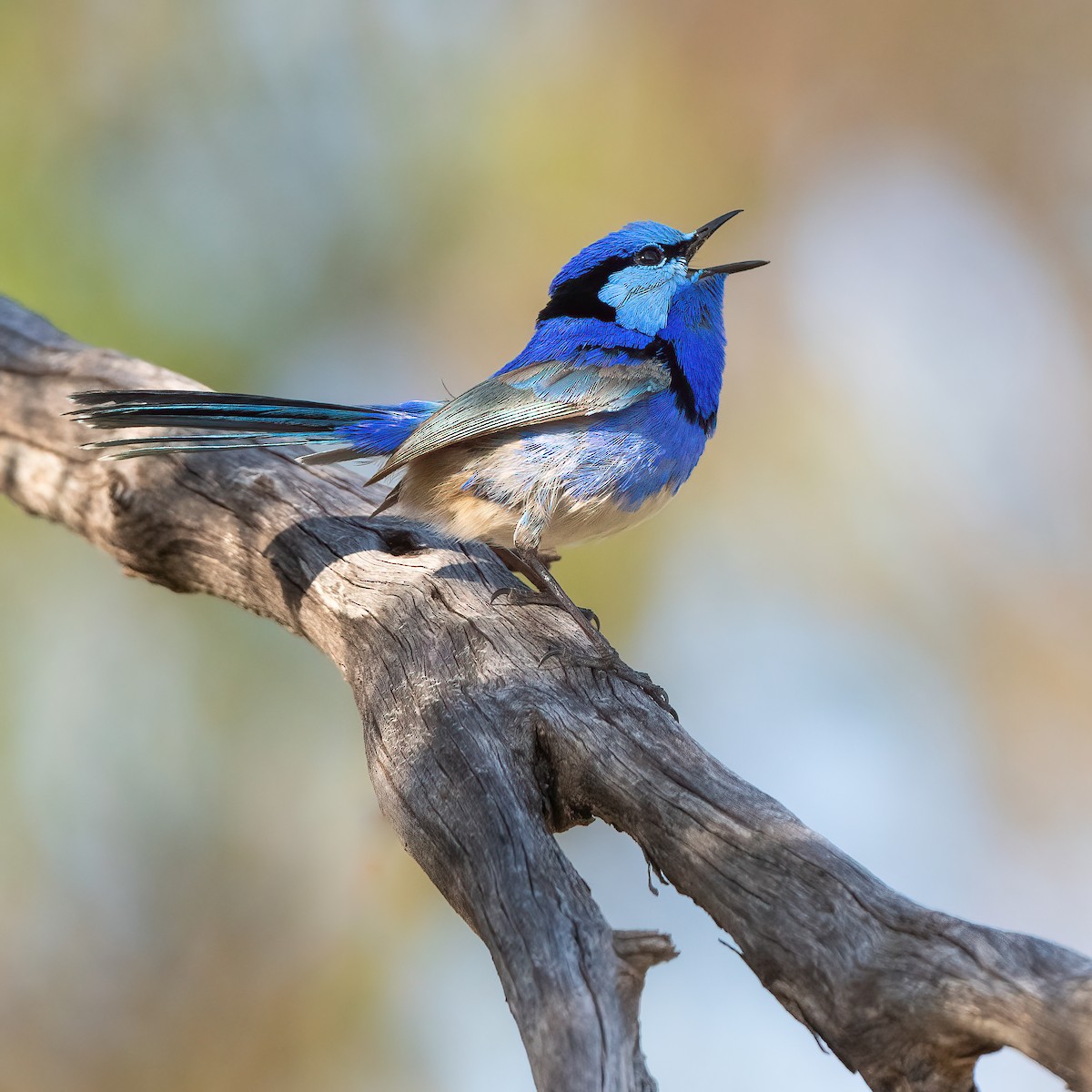 Splendid Fairywren - ML490738571