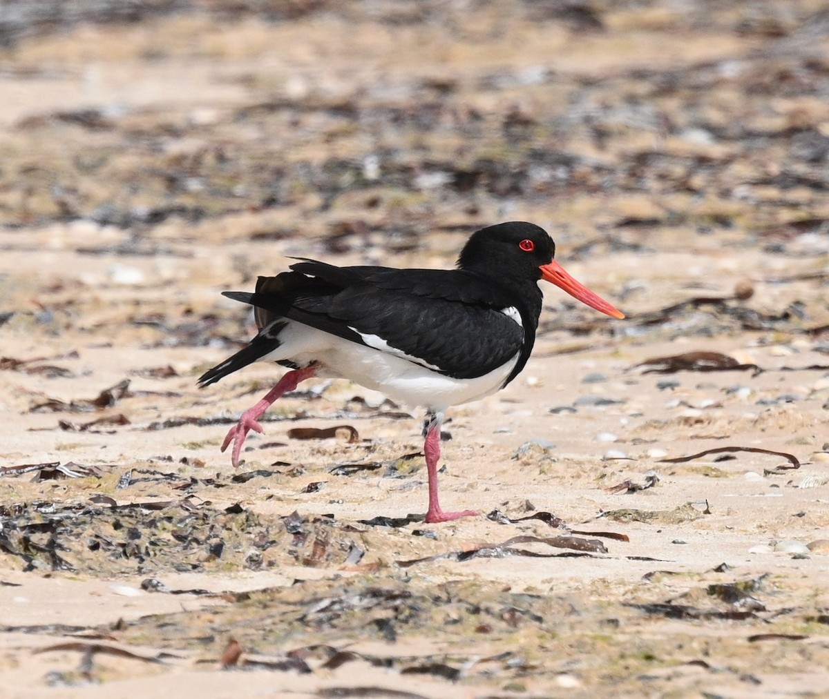 Pied Oystercatcher - ML490739221