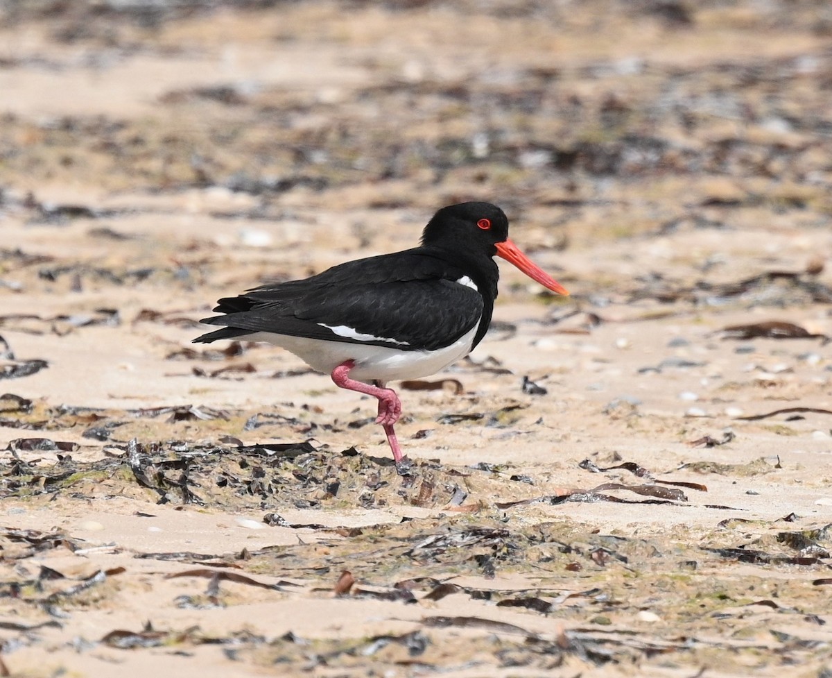 Pied Oystercatcher - ML490739231