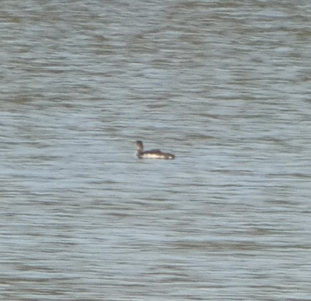Common Loon - ML490741191