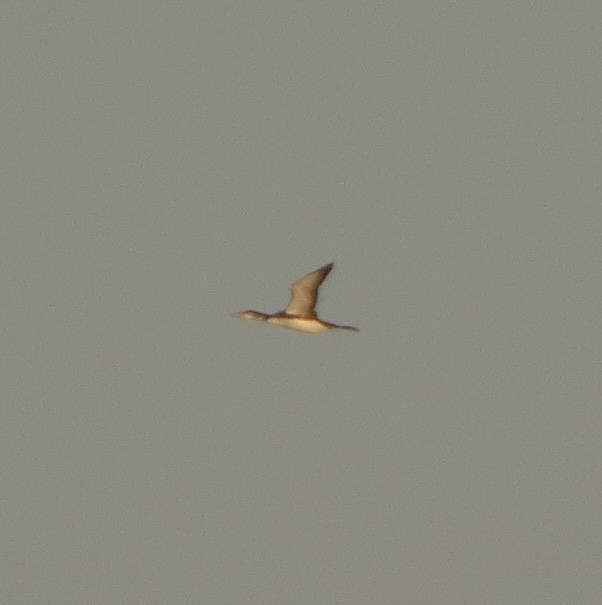 Common Loon - ML490741291