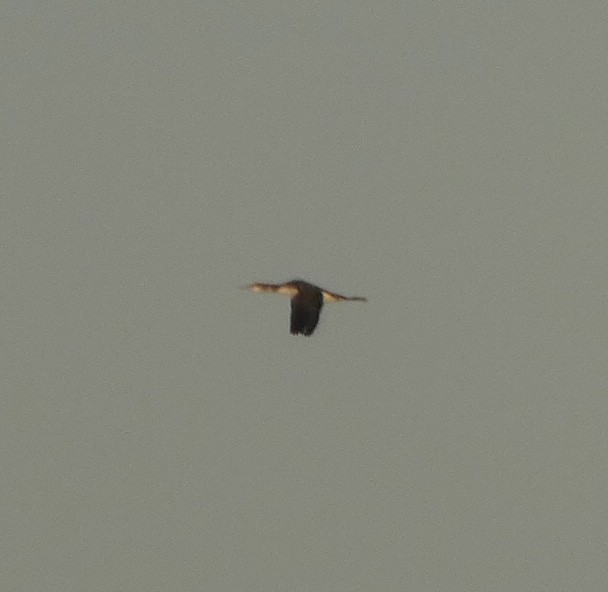 Common Loon - ML490741301