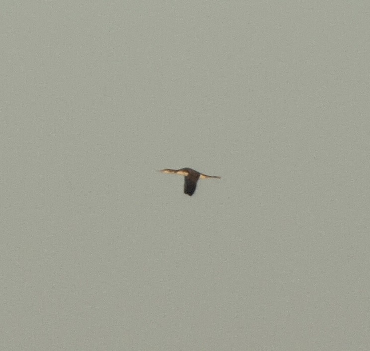 Common Loon - ML490741311