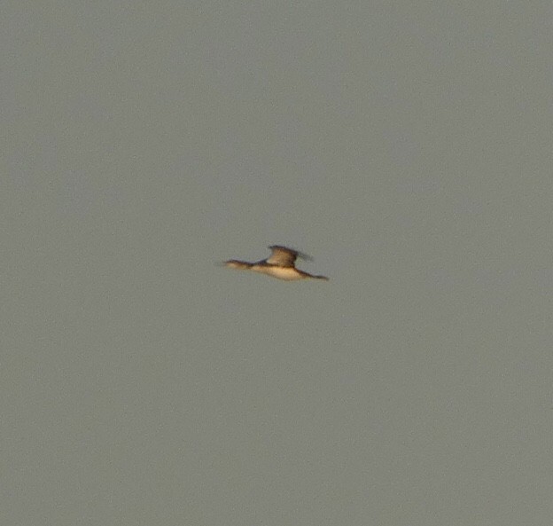 Common Loon - ML490741321