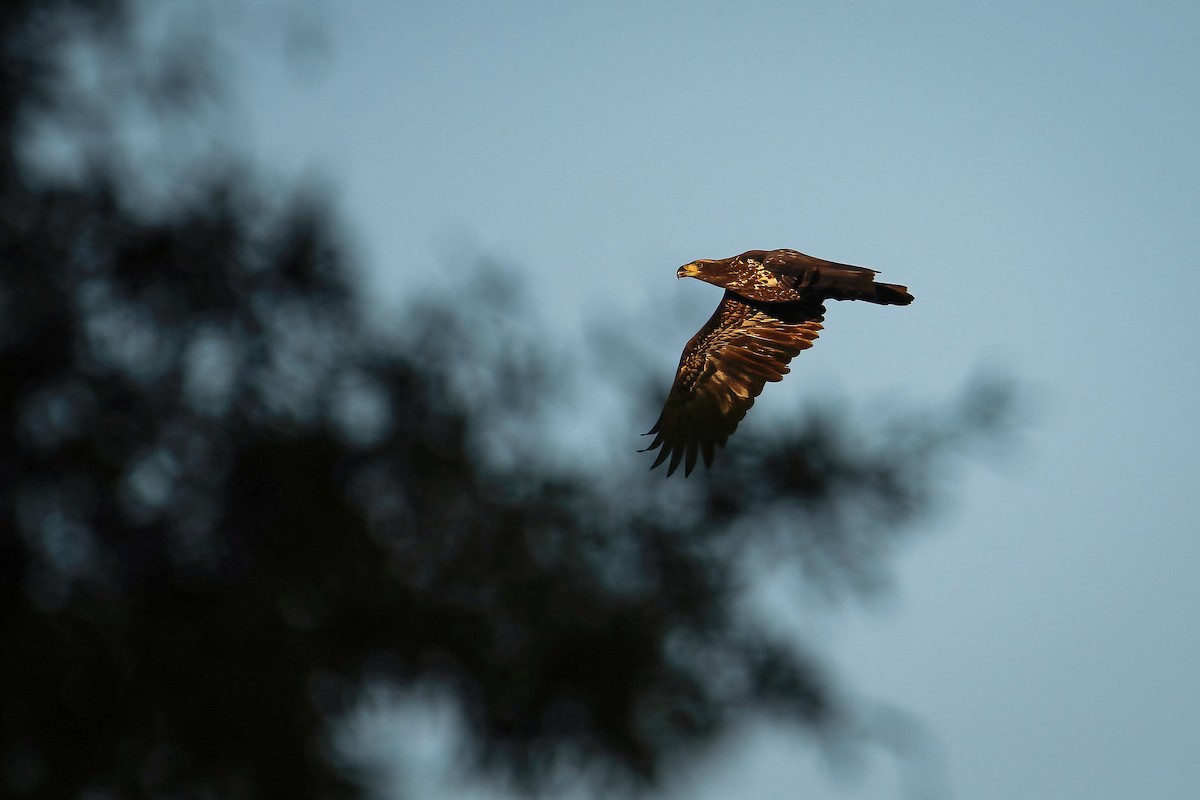 Bald Eagle - ML490742201