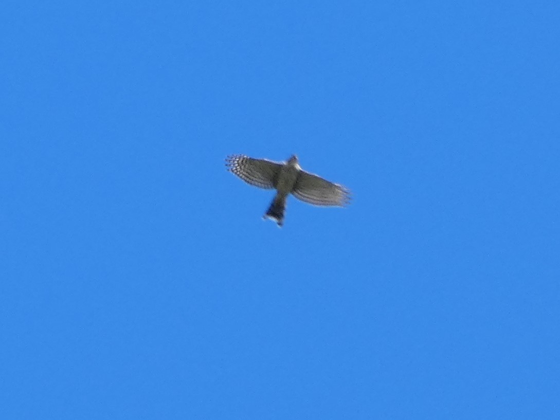 Sharp-shinned Hawk - ML490742311