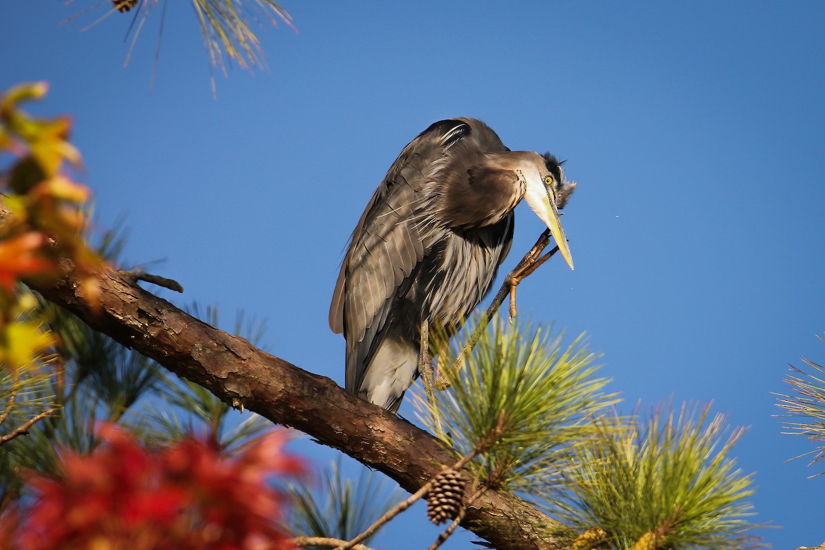 Great Blue Heron - ML490742341