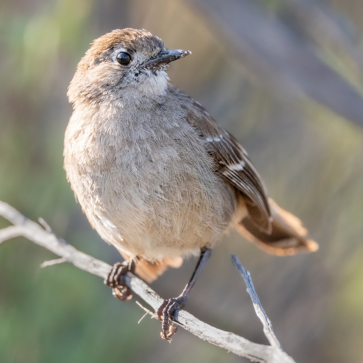 Southern Scrub-Robin - ML490742891