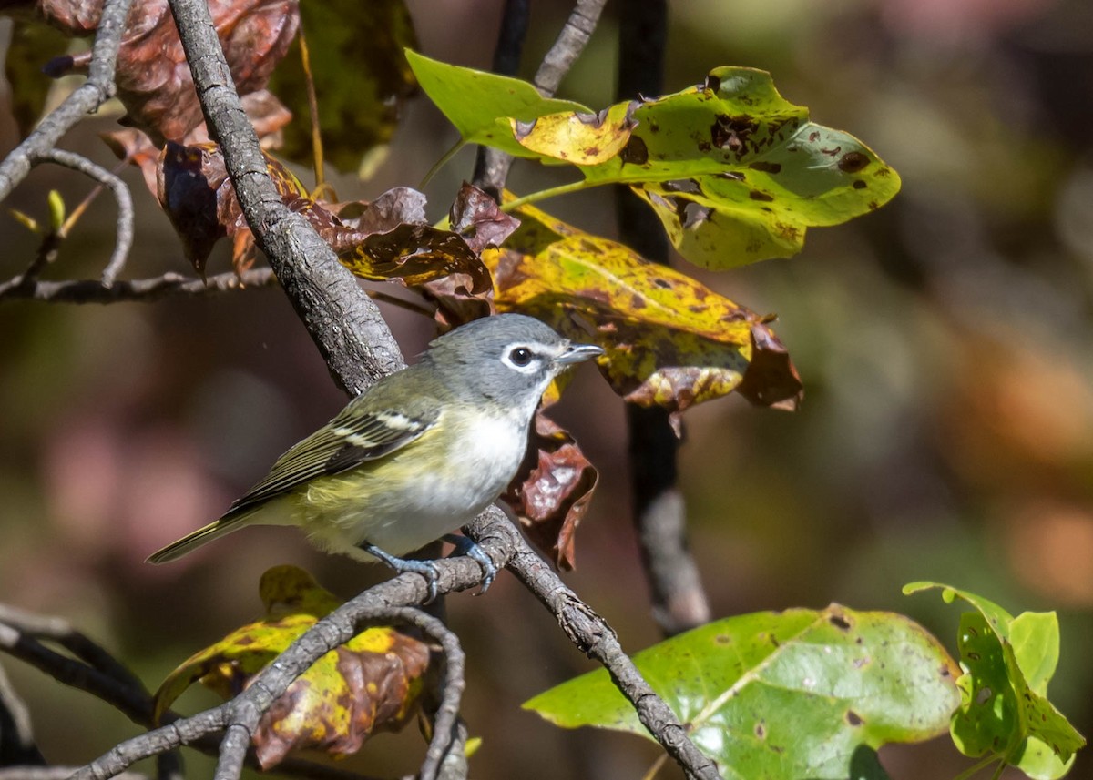 Blue-headed Vireo - ML490743921