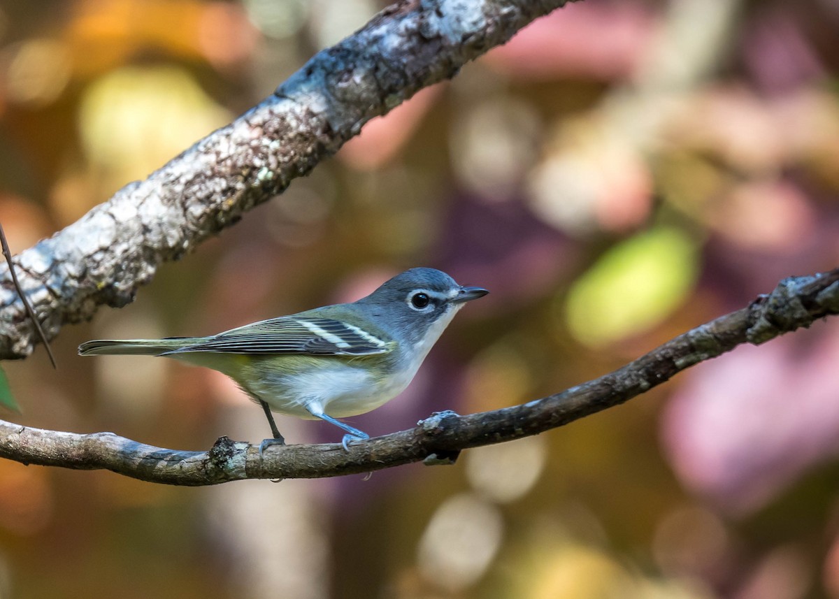 Blue-headed Vireo - ML490743981