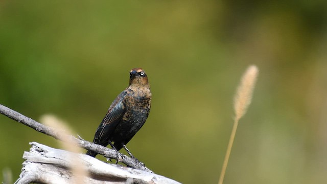 Rusty Blackbird - ML490745651