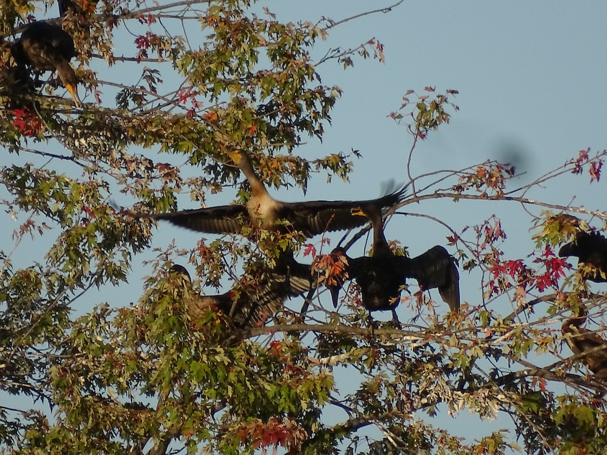 Double-crested Cormorant - ML490747971