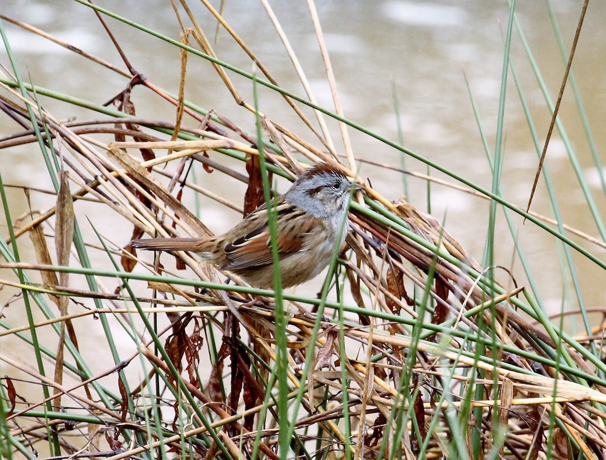 Swamp Sparrow - ML49074971