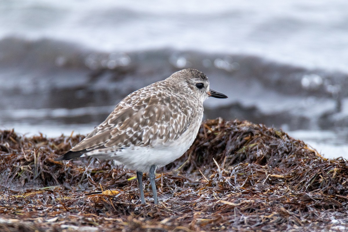 Black-bellied Plover - Jonathan Cooley