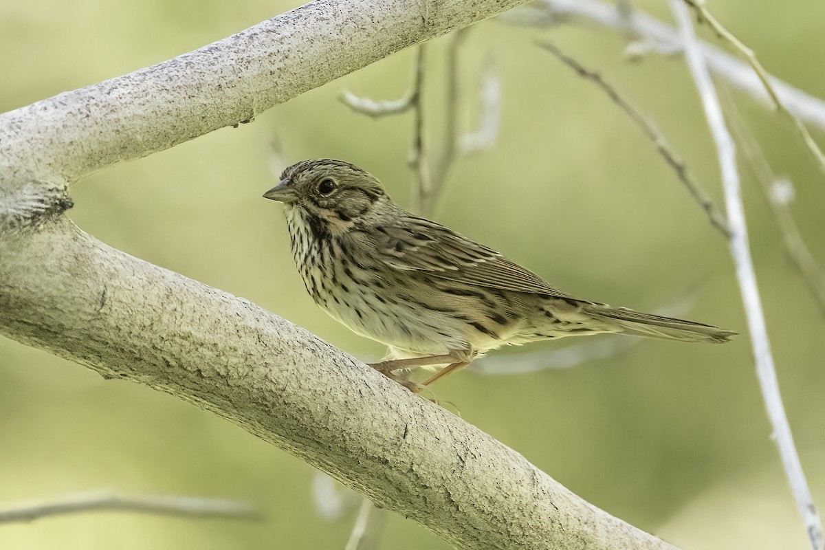 Lincoln's Sparrow - ML490751741