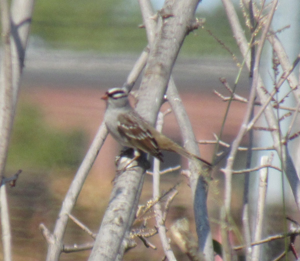 White-crowned Sparrow - ML490752051