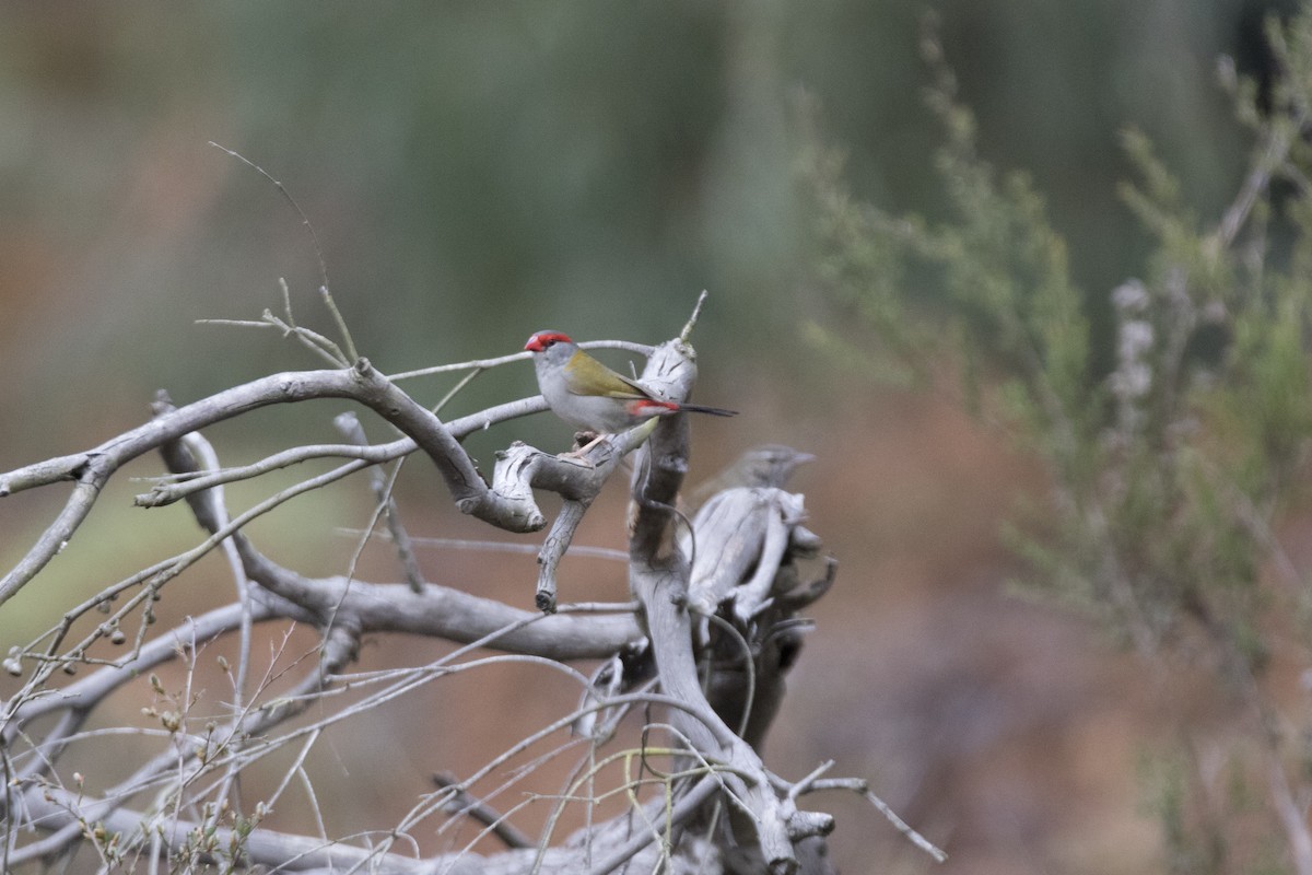 Red-browed Firetail - ML490755921