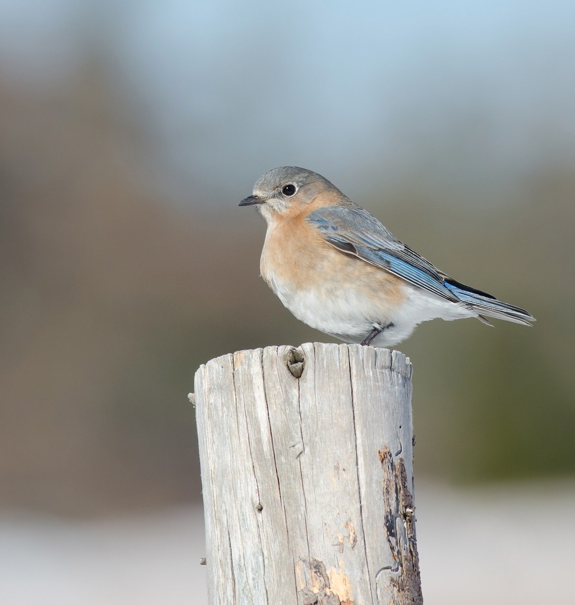Eastern Bluebird - Alix d'Entremont