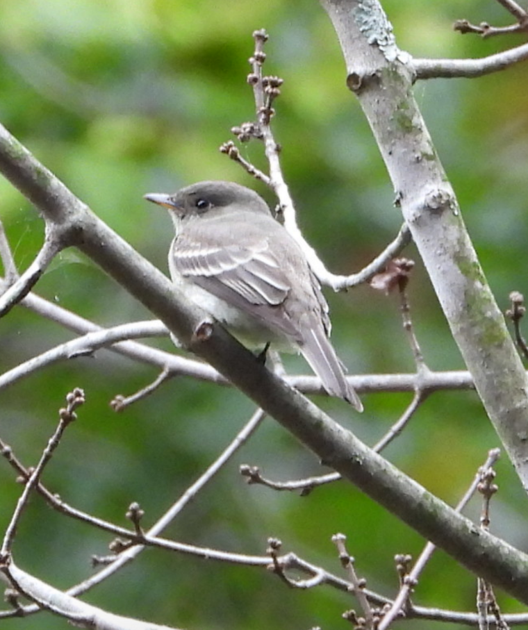 Eastern Wood-Pewee - ML490756211