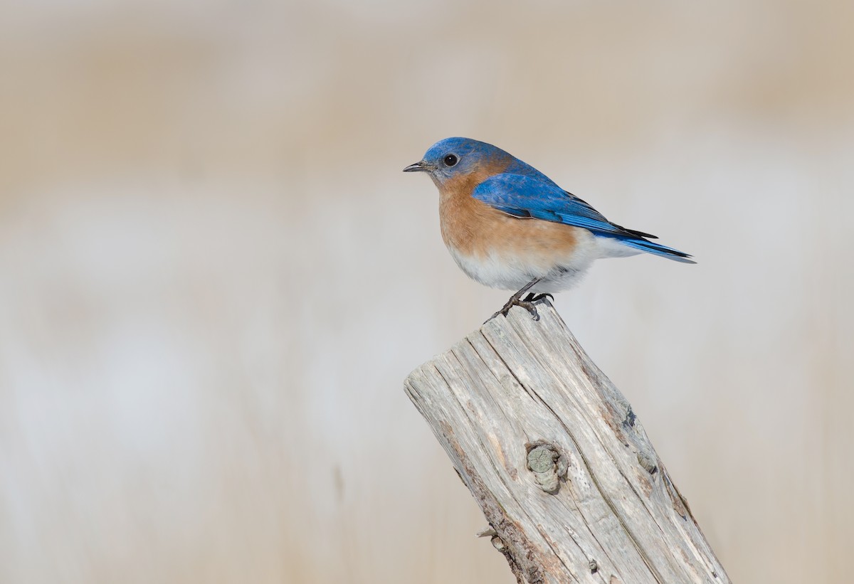 Eastern Bluebird - Alix d'Entremont