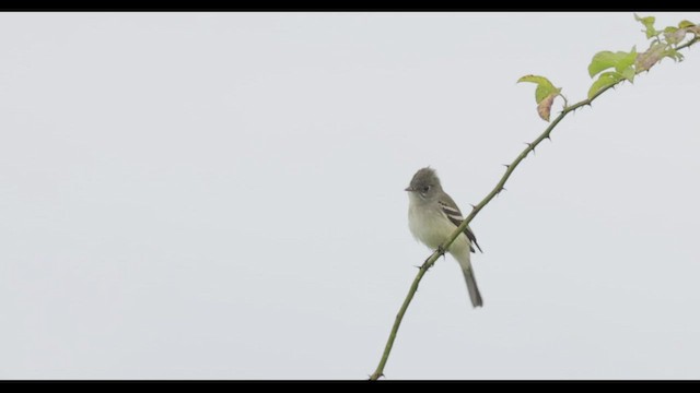 Least Flycatcher - ML490757481