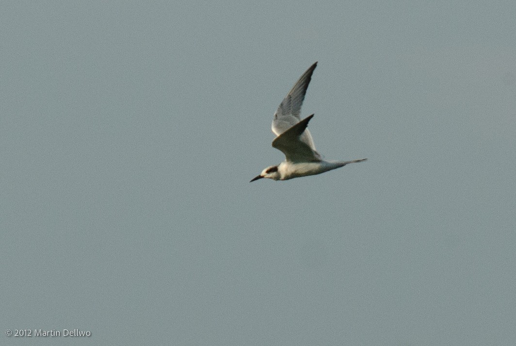 Forster's Tern - ML490758411