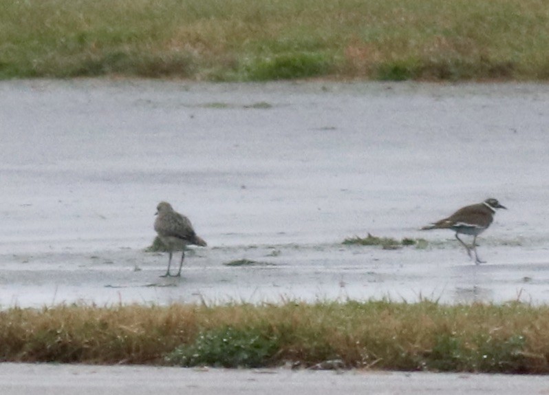 American Golden-Plover - ML490760391