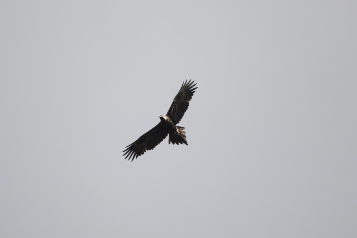 Wedge-tailed Eagle - ML490762001