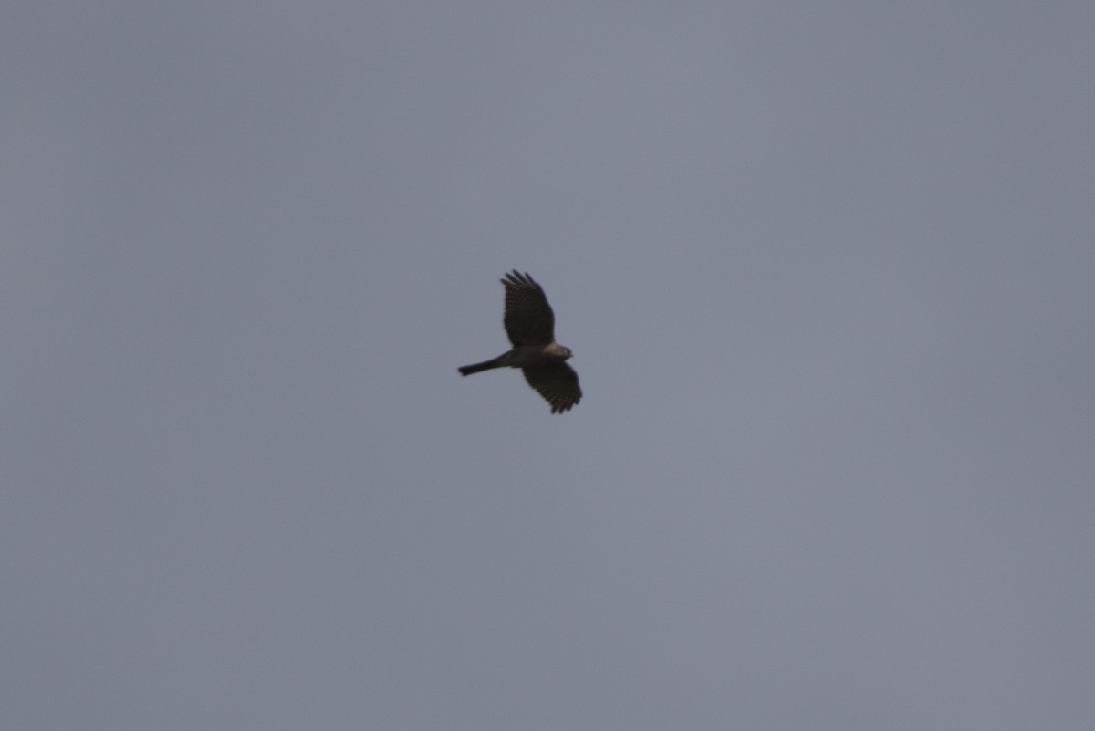 Collared Sparrowhawk - ML490762011