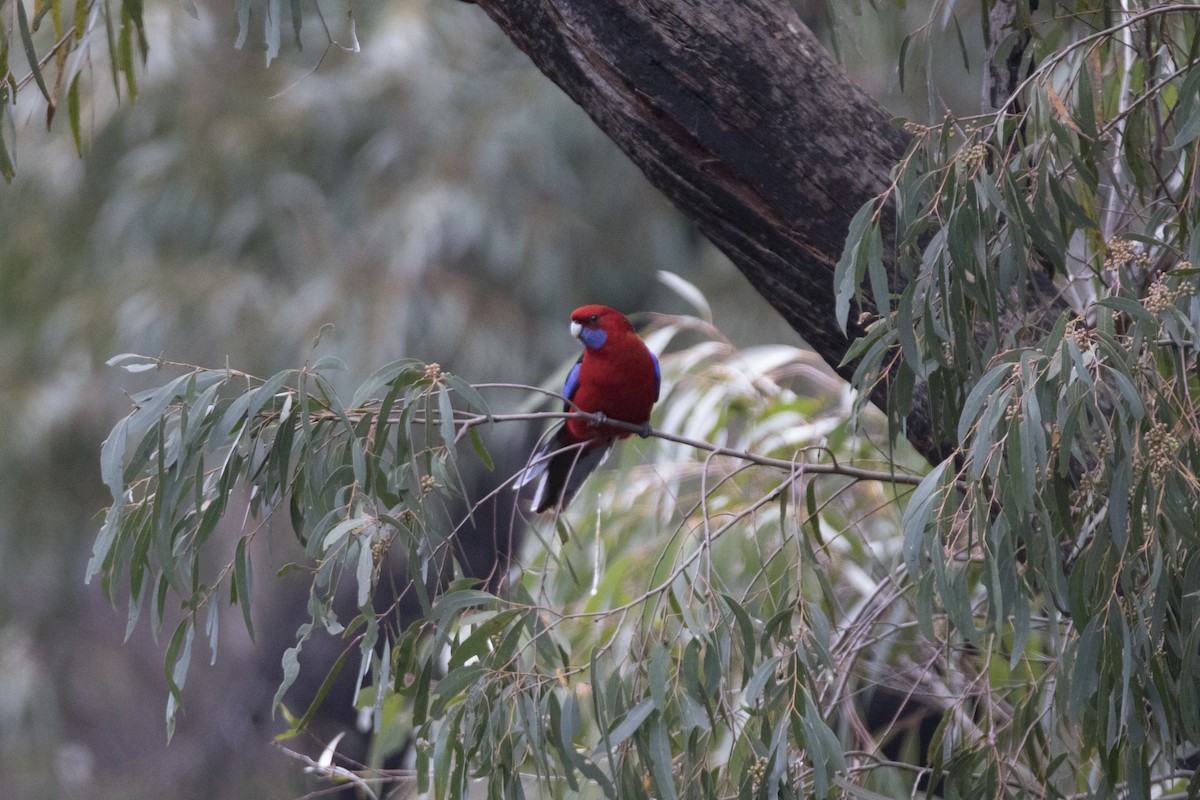 Crimson Rosella (Crimson) - John Cantwell