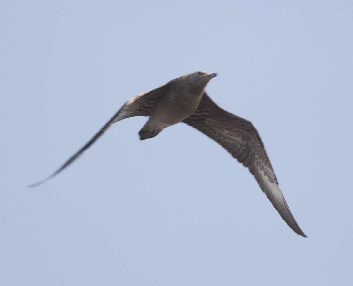 Parasitic Jaeger - ML490763631