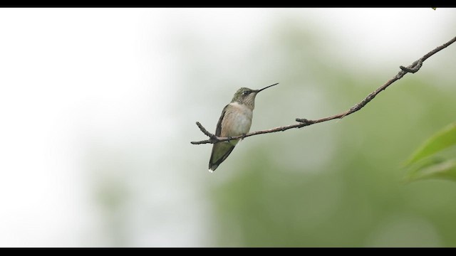 Colibri à gorge rubis - ML490763951