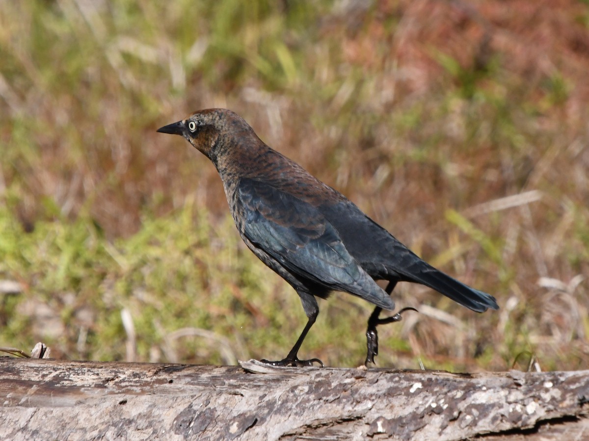 Rusty Blackbird - Wendy Hill