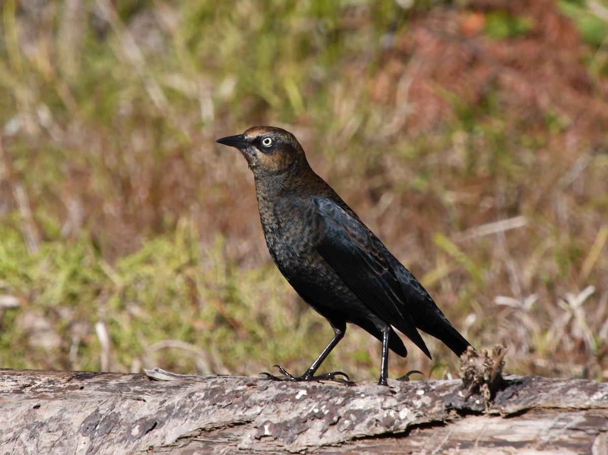 Rusty Blackbird - Wendy Hill