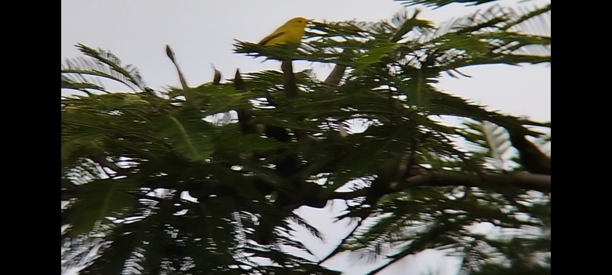 Yellow Warbler - ML490768251