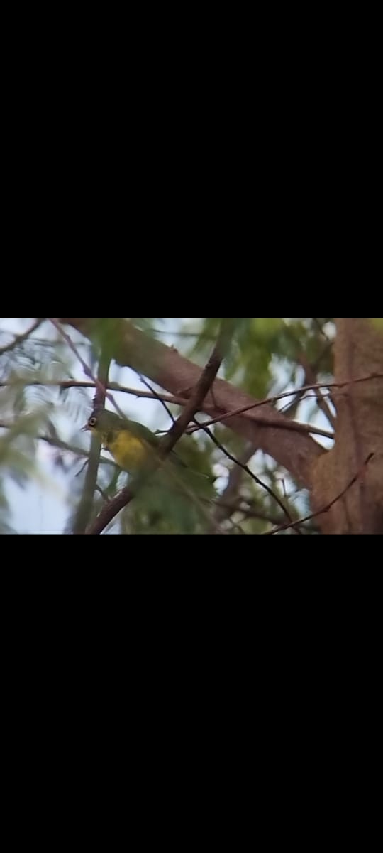 Canada Warbler - ML490768331