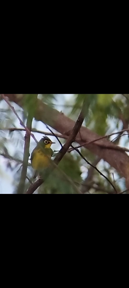 Canada Warbler - ML490768341