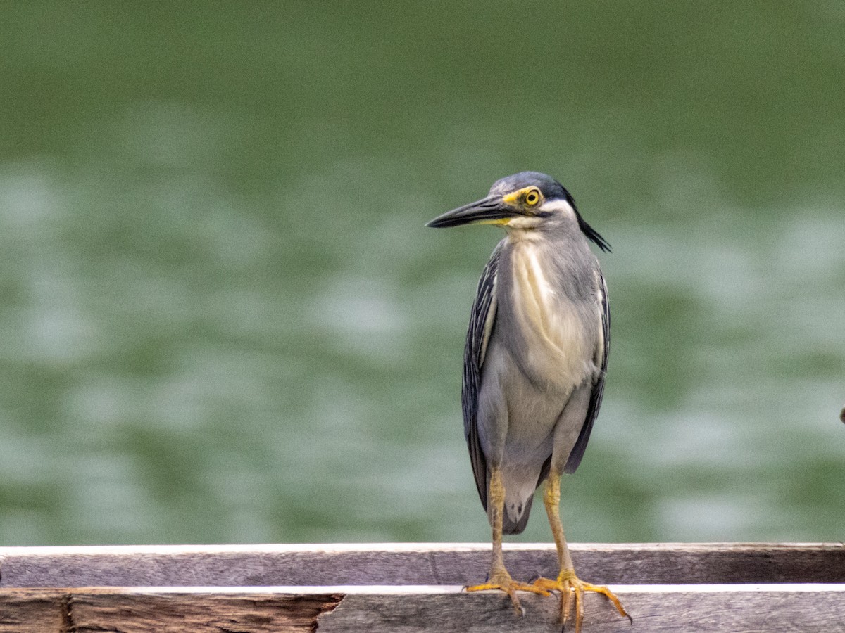 Striated Heron - ML490769381