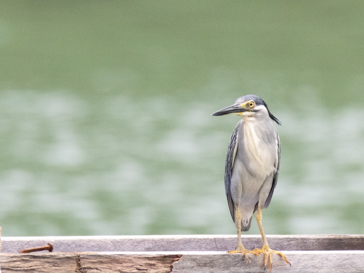 Striated Heron - ML490769401