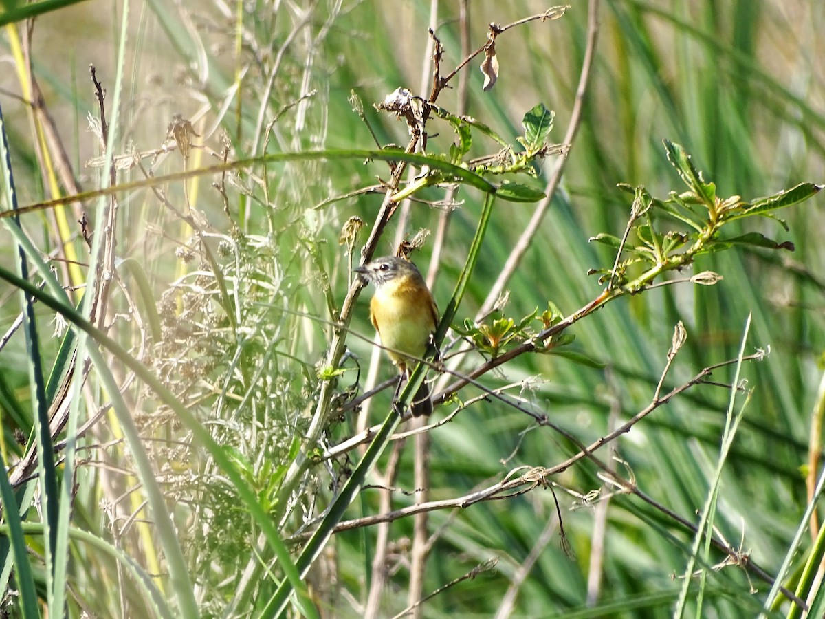 Tyranneau barbu - ML490770851