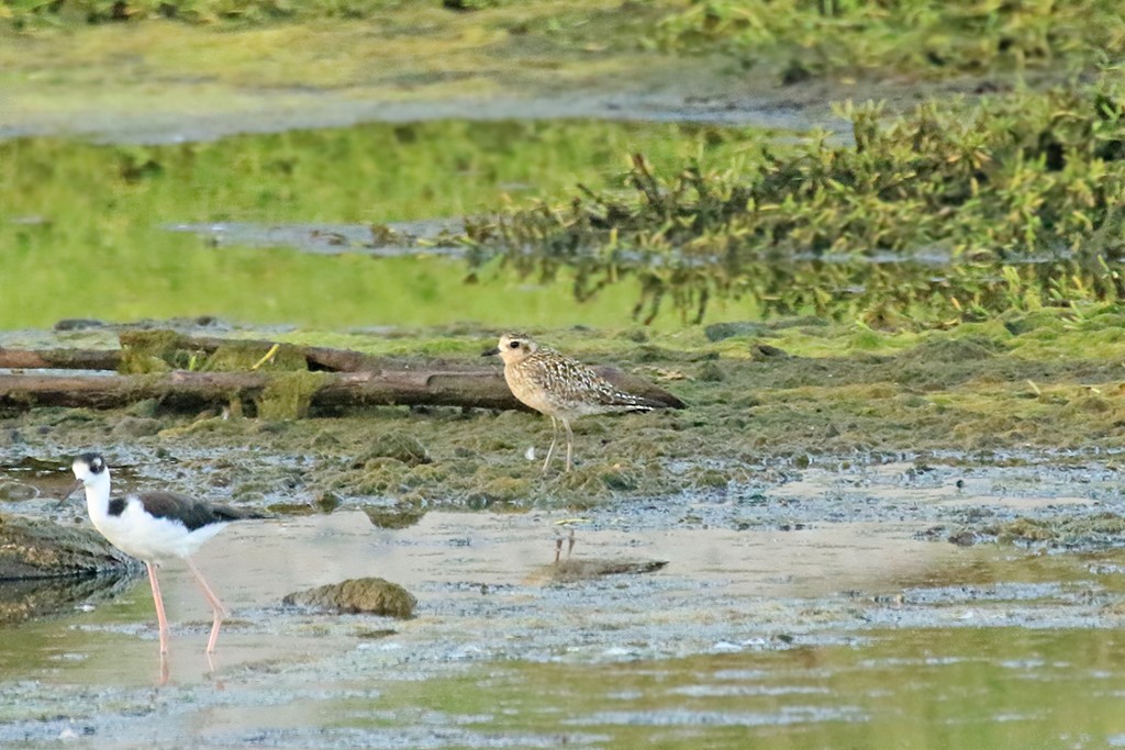 Pacific Golden-Plover - Rene Valdes 🦜