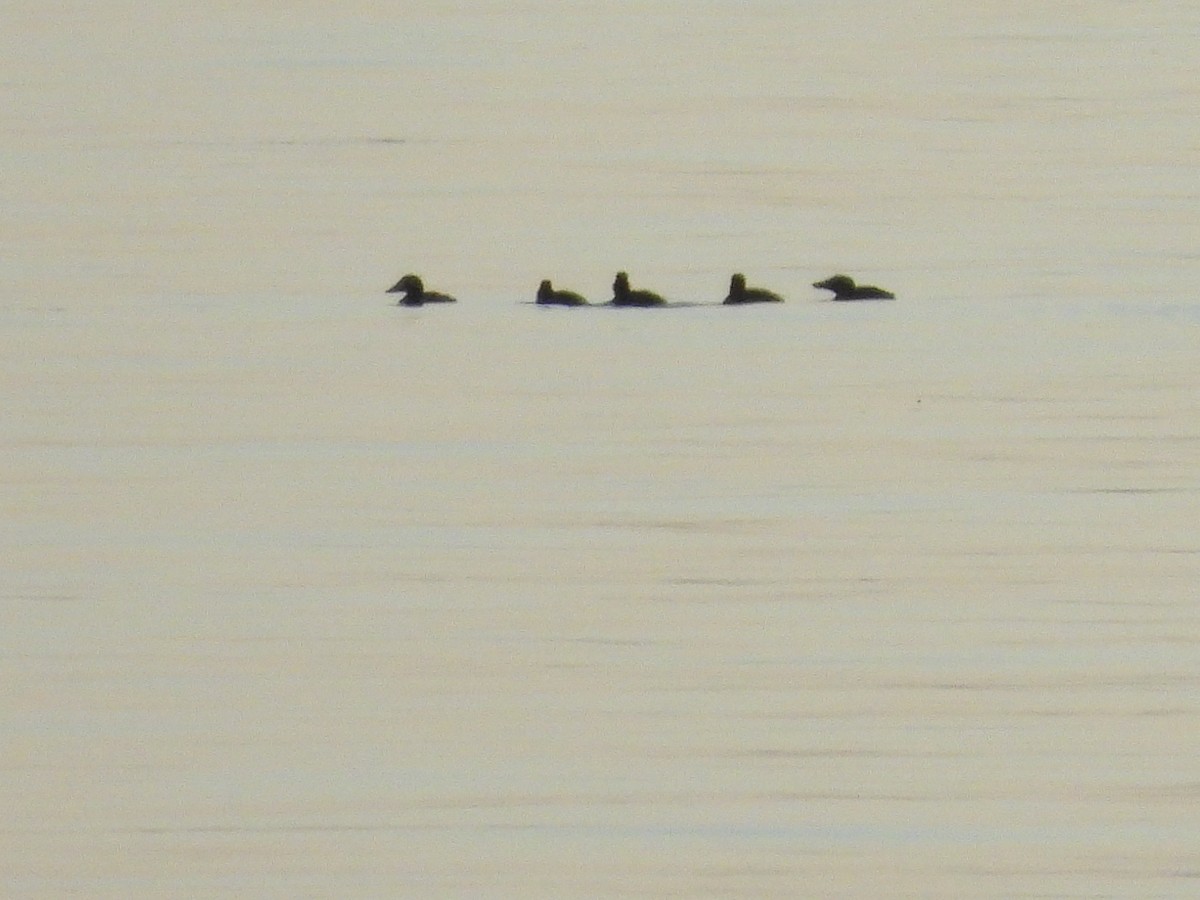 scoter sp. - ML490771921