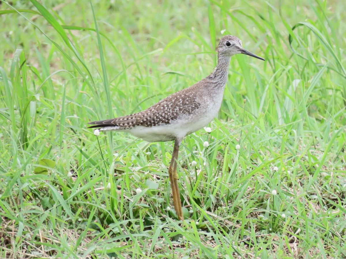 Lesser Yellowlegs - Matias Díaz