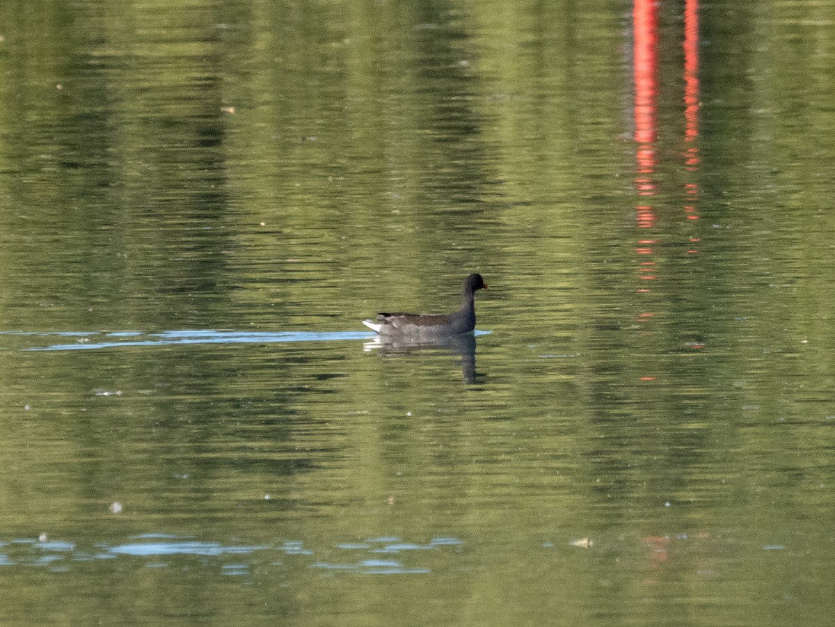 Dusky Moorhen - ML490774131