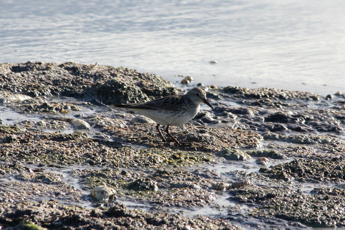 White-rumped Sandpiper - Chris McDonald